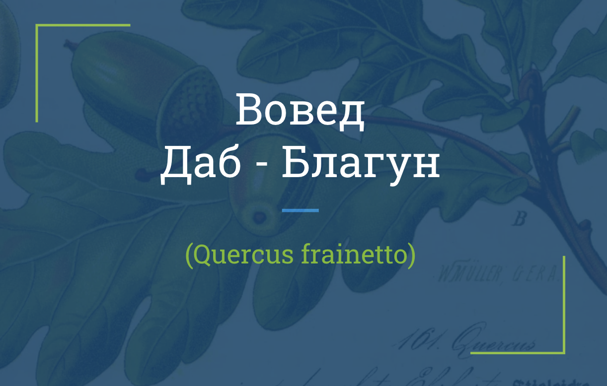 Работилница – Создавање дабови садници – Благун